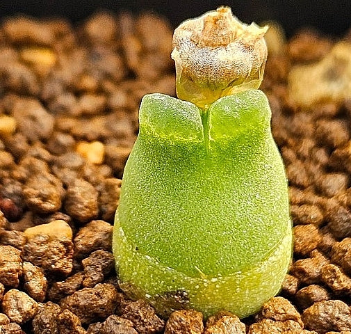 Conophytum marginatum subsp. littlewoodii 20 Seeds