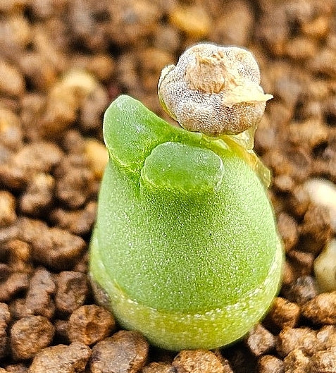 Conophytum marginatum subsp. littlewoodii 20 Seeds