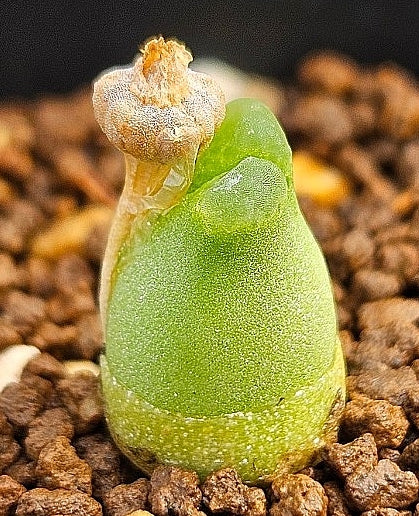 Conophytum marginatum subsp. littlewoodii 20 Seeds