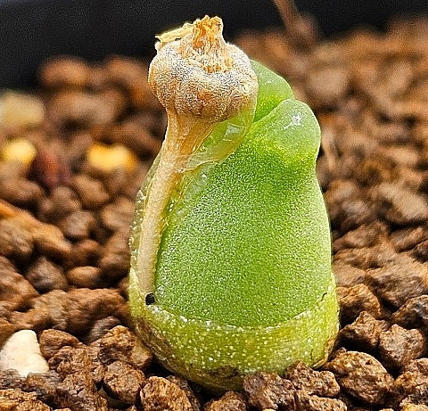 Conophytum marginatum subsp. littlewoodii 20 Seeds