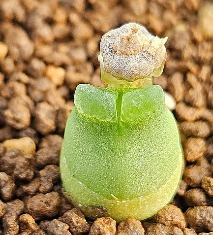 Conophytum marginatum subsp. littlewoodii 20 Seeds
