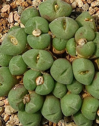 Conophytum hians 20 Seeds