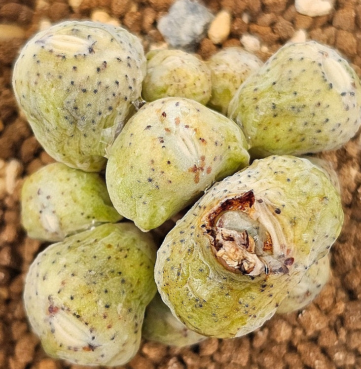 Conophytum taylorianum ssp. erniaum 20 Seeds