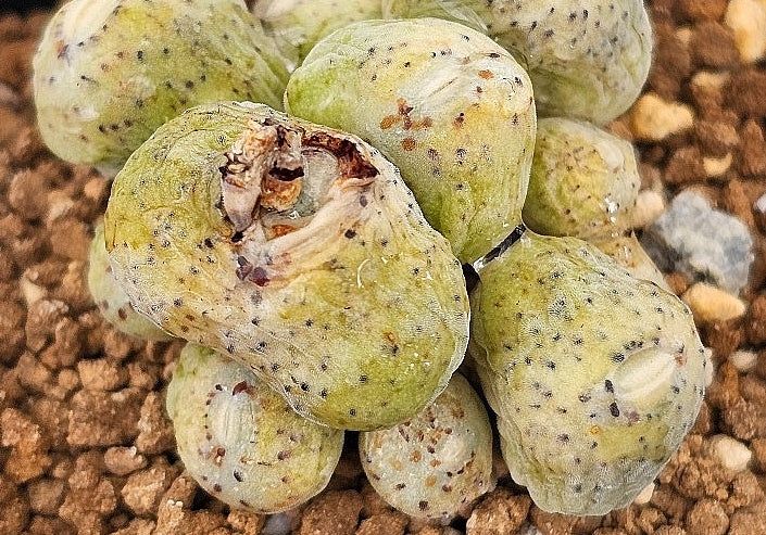 Conophytum taylorianum ssp. erniaum 20 Seeds