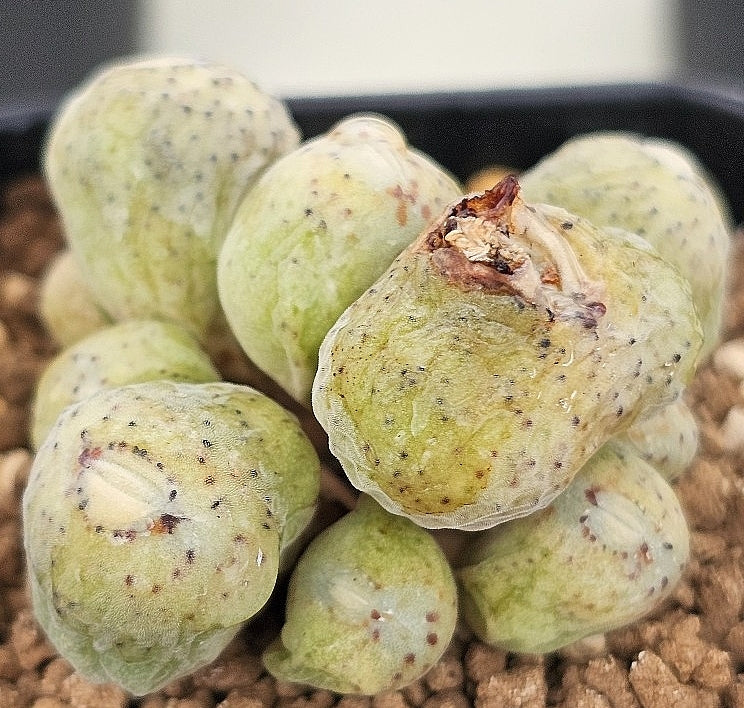 Conophytum taylorianum ssp. erniaum 20 Seeds