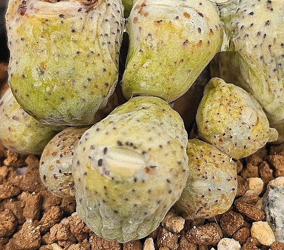 Conophytum taylorianum ssp. erniaum 20 Seeds