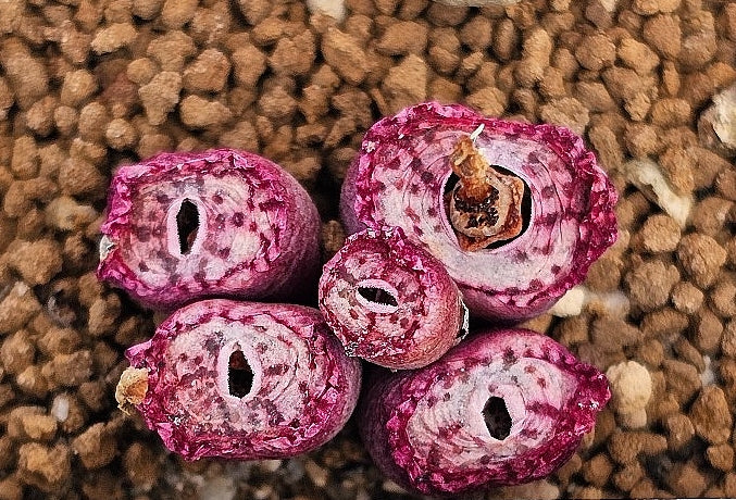 Conophytum obcordellum Hexrivier 20 Seeds