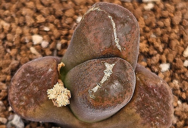 Conophytum Ophthalmophyllum Verrucosum 20 Seeds