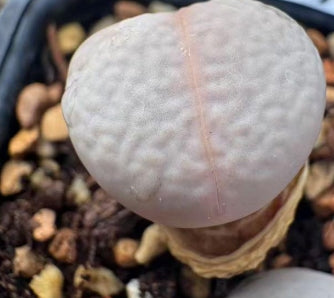 Lithops Nandu 20 Samen