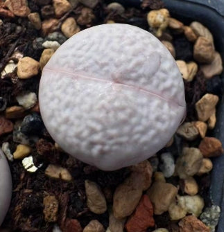 Lithops Nandu 20 Samen