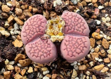 Lithops Shibari 20 graines