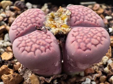 Lithops Shibari 20 graines