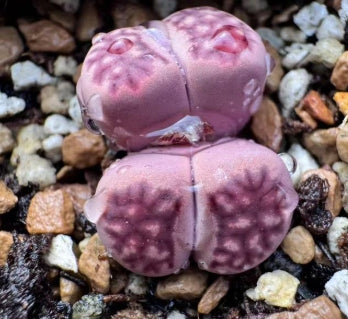 Lithops Purple Daisy 20 graines