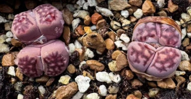 Lithops Purple Daisy 20 graines