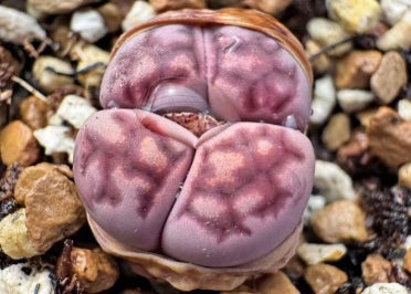 Lithops Purple Daisy 20 graines