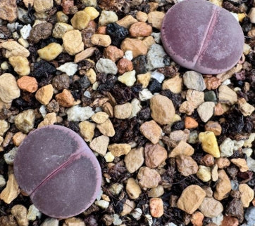 Lithops Shakedown 20 graines