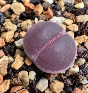 Lithops Shakedown 20 graines