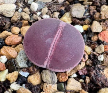 Lithops Shakedown 20 graines