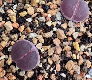 Lithops Shakedown 20 graines