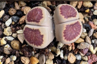 Lithops Keiko 20 graines