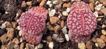 Lithops Purple Jewel 20 Samen