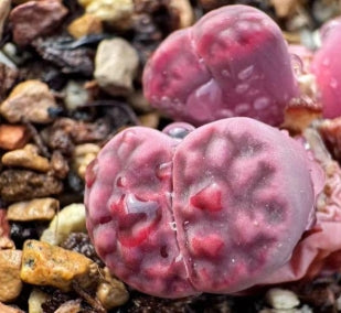 Lithops Lila Blume 20 Samen