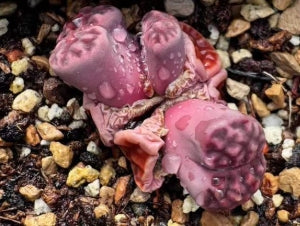 Lithops Lila Blume 20 Samen