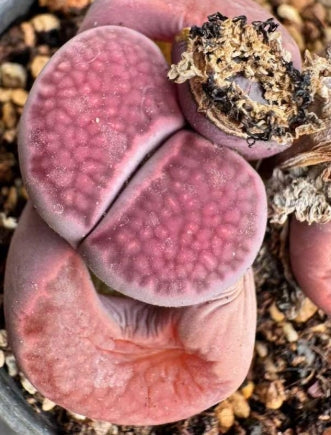 Lithops Purple Paris 20 Samen
