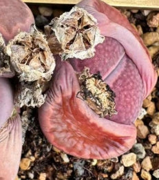 Lithops Purple Paris 20 Samen