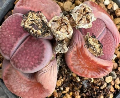 Lithops Purple Paris 20 Samen