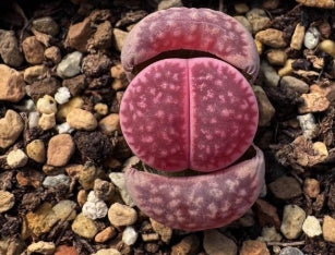 Lithops Lila Sonnenstein Teufelsfrucht 20 Samen