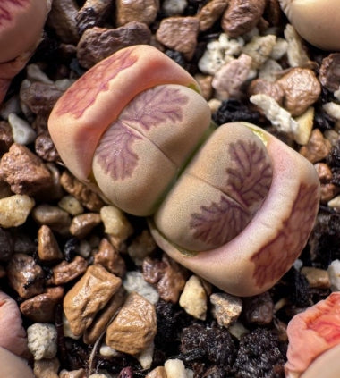 Lithops Tokyo 20 graines