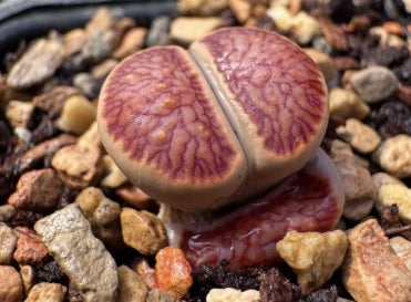 Lithops Krino 20 graines