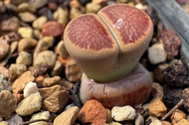Lithops Krino 20 graines