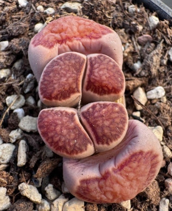 Lithops Kousou Kik 20 graines