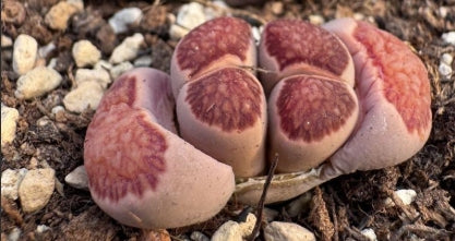 Lithops Kousou Kik 20 graines