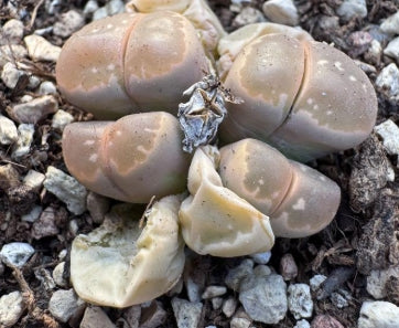 Lithops Olive Jade 20 Samen