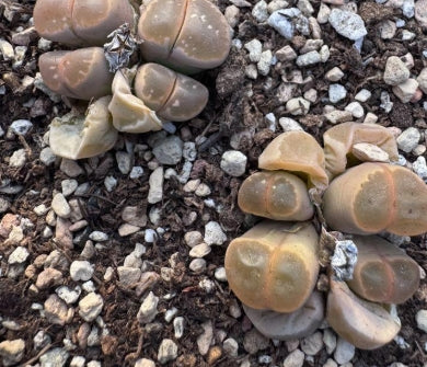 Lithops Olive Jade 20 Samen