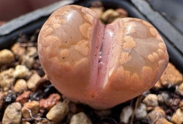 Lithops Murasaki 20 Samen