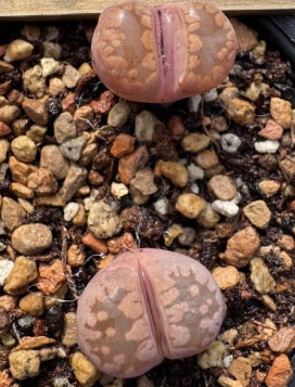 Lithops Murasaki 20 Samen