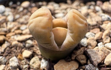 Lithops White Rabbit 20 Seeds
