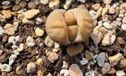 Lithops White Rabbit 20 Seeds