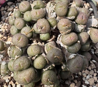 Lithops obscrum ex Van Mook lila Blume 20 Samen