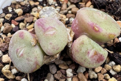 Conophytum bolusiae with pink-purple flowers 20 Seeds