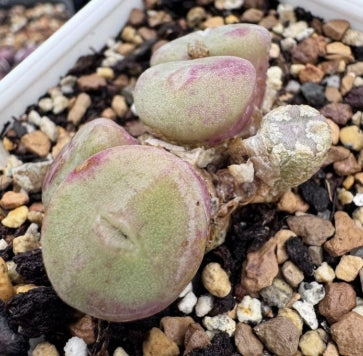 Conophytum bolusiae with pink-purple flowers 20 Seeds