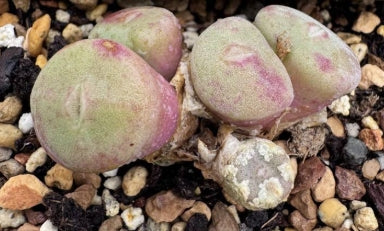 Conophytum bolusiae with pink-purple flowers 20 Seeds