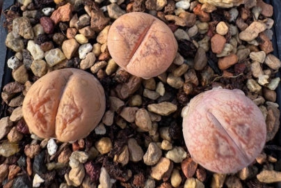 Lithops Serena 20 graines