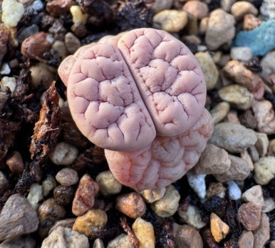 Lithops Mesa 20 Seeds