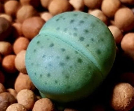 Lithops schwantesii ssp. schwantesil V. rugosa shagreen 20 graines
