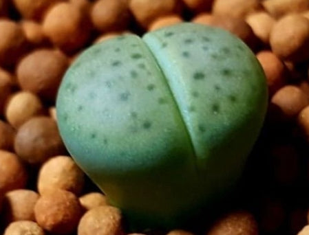 Lithops schwantesii ssp. schwantesil V. rugosa shagreen 20 graines